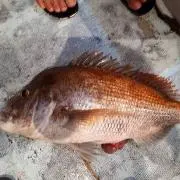 ノリクラ