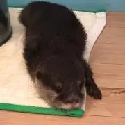 さすけの画像