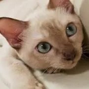 mi-cha