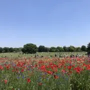 みゆの画像