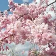桜あん
