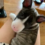 bull子の画像