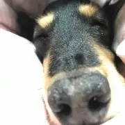 しんぷ