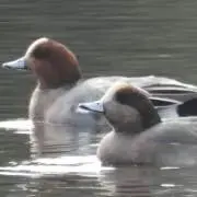 ゆーーーーんの画像