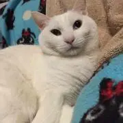 miyabeans