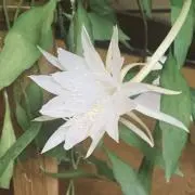y.oの画像