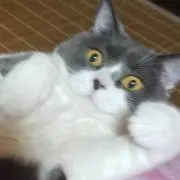 べべの画像