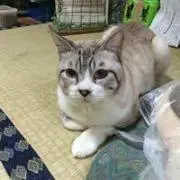 ラブリーの画像