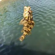 まつゆきの画像