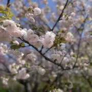 minekoの画像