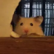 パウごま