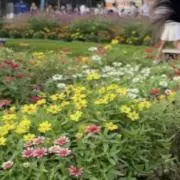chiiの画像