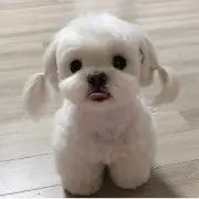 co詩の画像