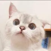 nyanの画像