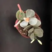 Nanaの画像