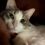 ちぴの画像