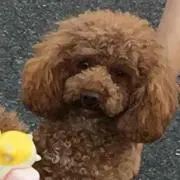 ゆかりん