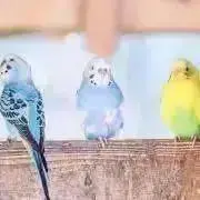 makitan29の画像