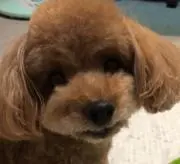ジャクハン