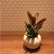 nattsuの画像