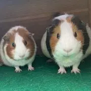 ちこ【おまとめ買いお得！】の画像