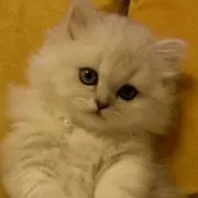♡猫好き♡の画像