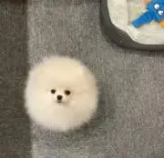 Y Y