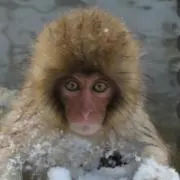コメコメ（只今セール中w）の画像