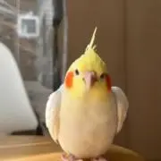 みーぽこの画像