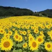 かいものの画像