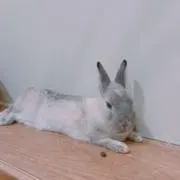 usakoの画像