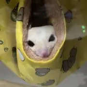 ももの画像