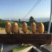 ⭐︎かいがら⭐︎の画像