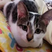 よっこ