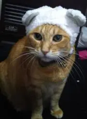 さくもも