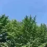 yuzuの画像