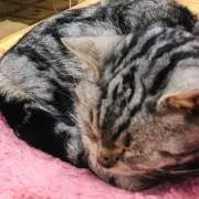 しゃも☆発送土日祝除く4〜7 日の画像