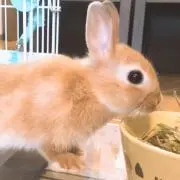 らっしーの画像