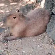 yuyu