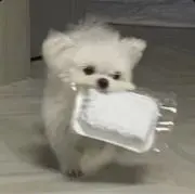 もちこの画像