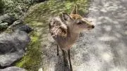 いちごの画像