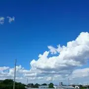 かすみ草