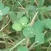 きぼうの画像
