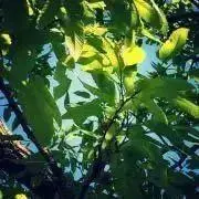abcの画像