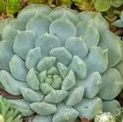 Yuyuの画像