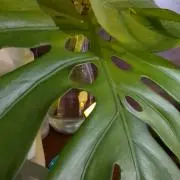 GREENの画像