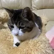 ももちゃん
