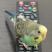 さとっぺの画像