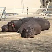 みそじさんの画像