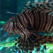 りーまんの画像